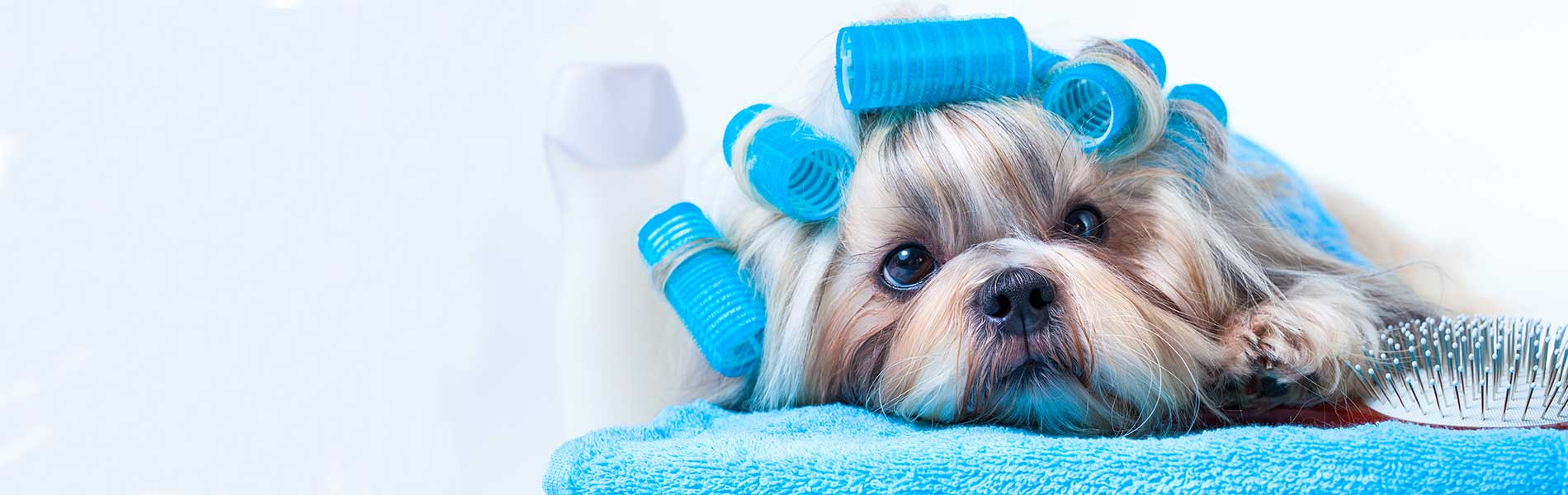 Chanell's All Breed Animal Grooming Dog Groomer Bakersfield, CA